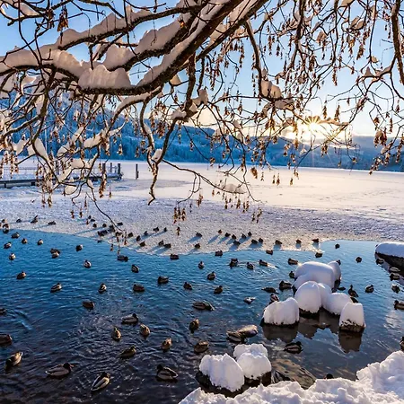 App 1511 - Schwarzwaldhirsch - Mit Innenpool Und Sauna,